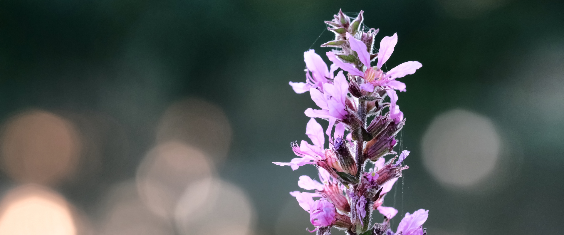 Blüten im Abendlicht